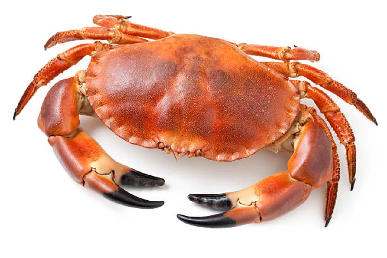 crabs