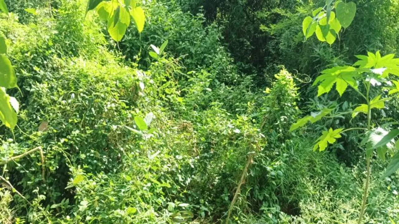 Snake in Bush 1