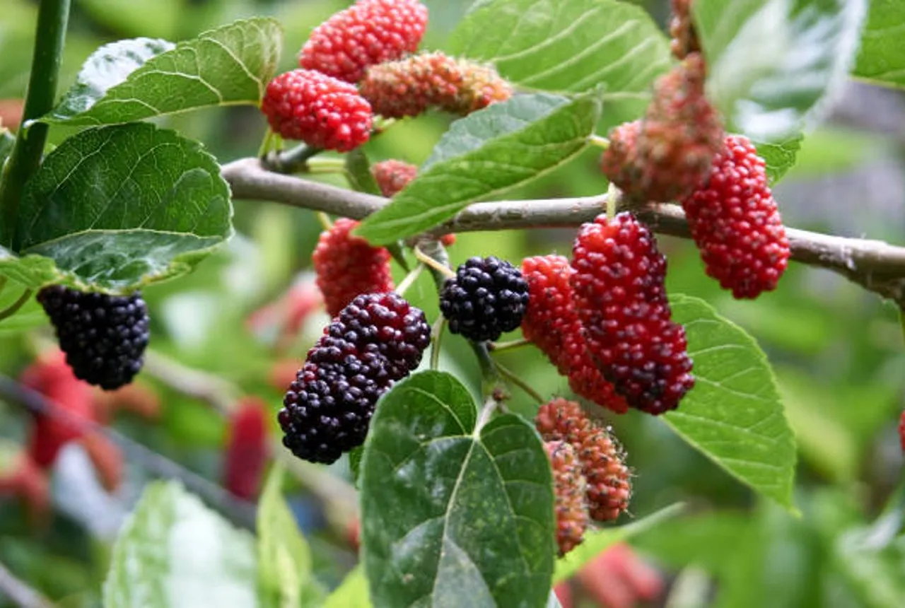 mulberry