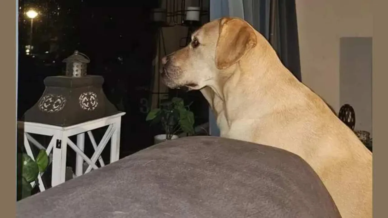 Dog 1 