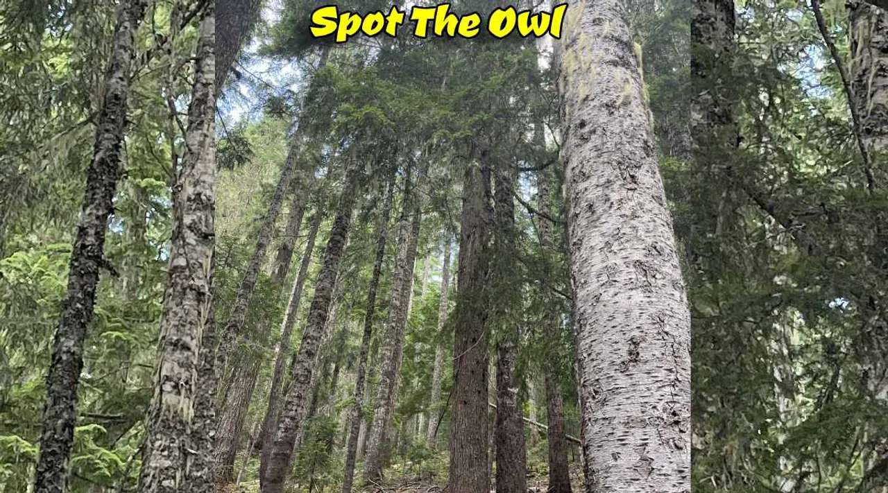 A Owl 1