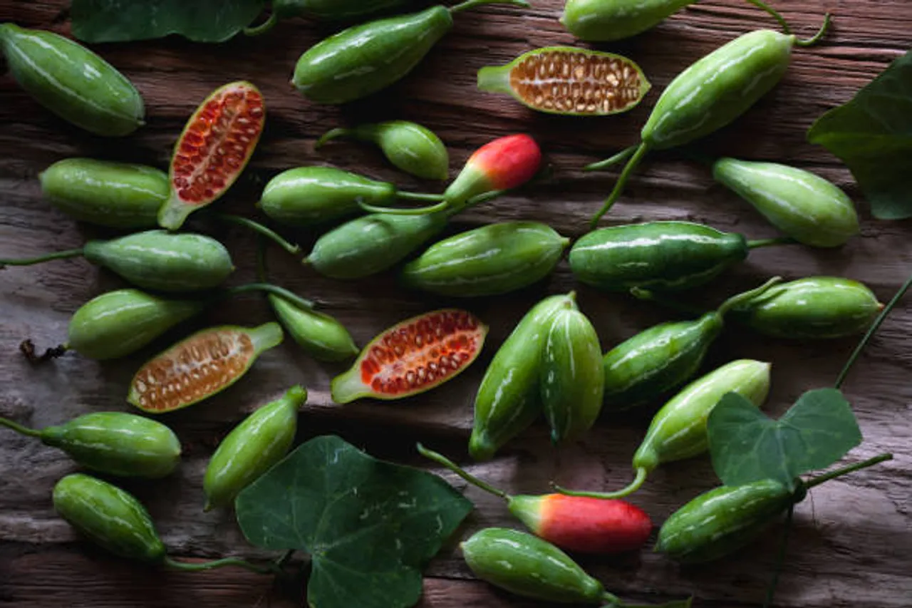 ivy gourd