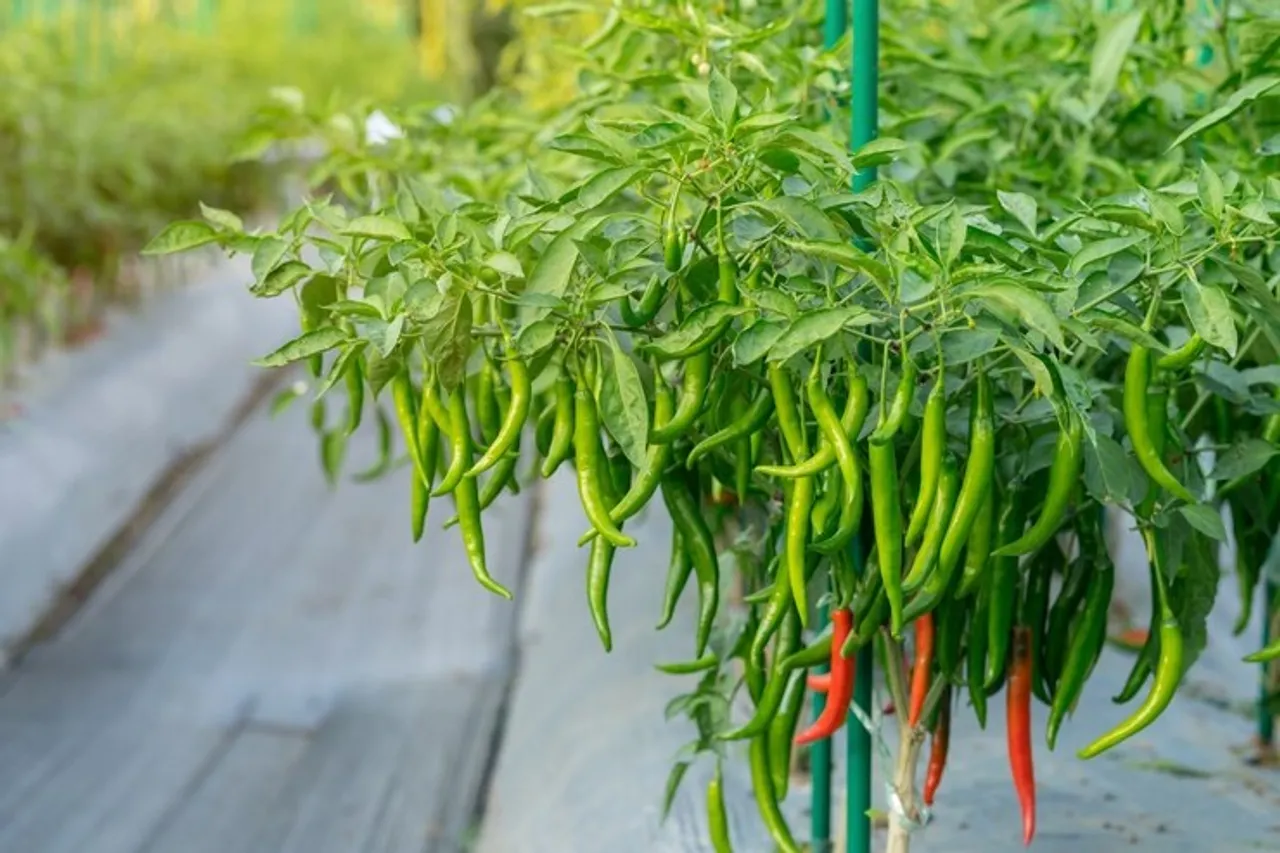 green chilli
