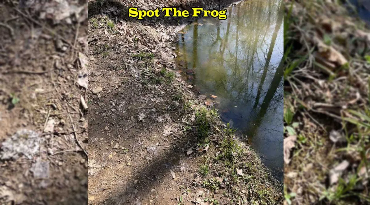 A Frog 1