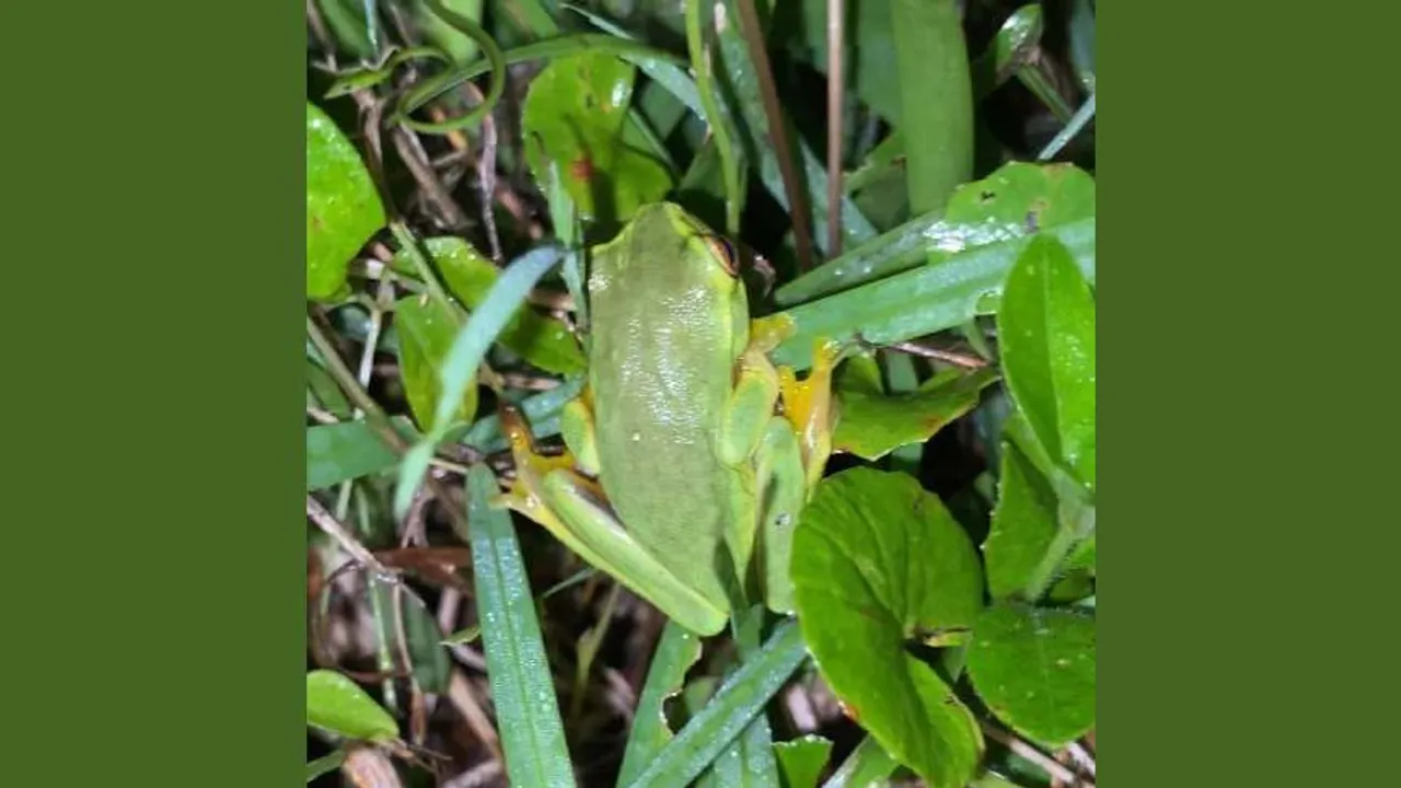 Green Snake One