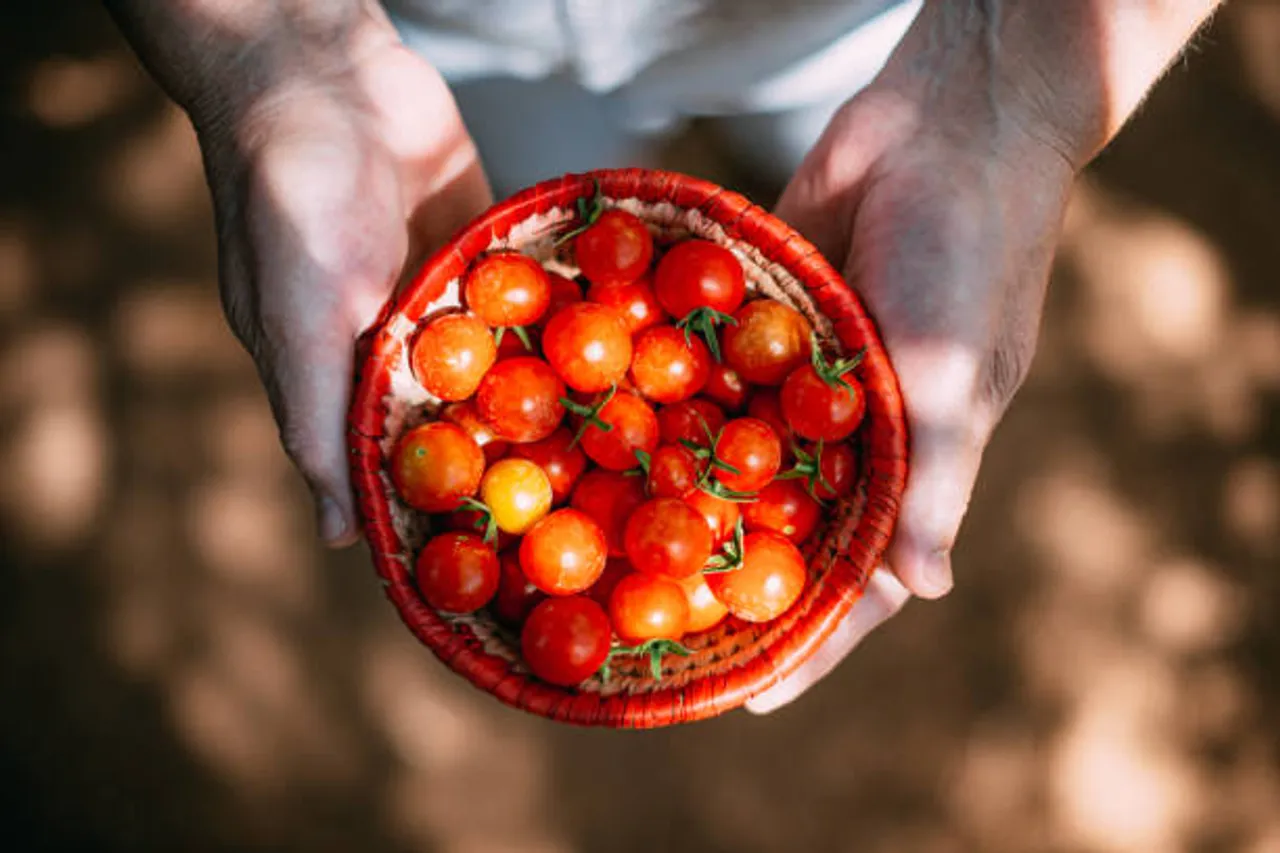 cherry tomato