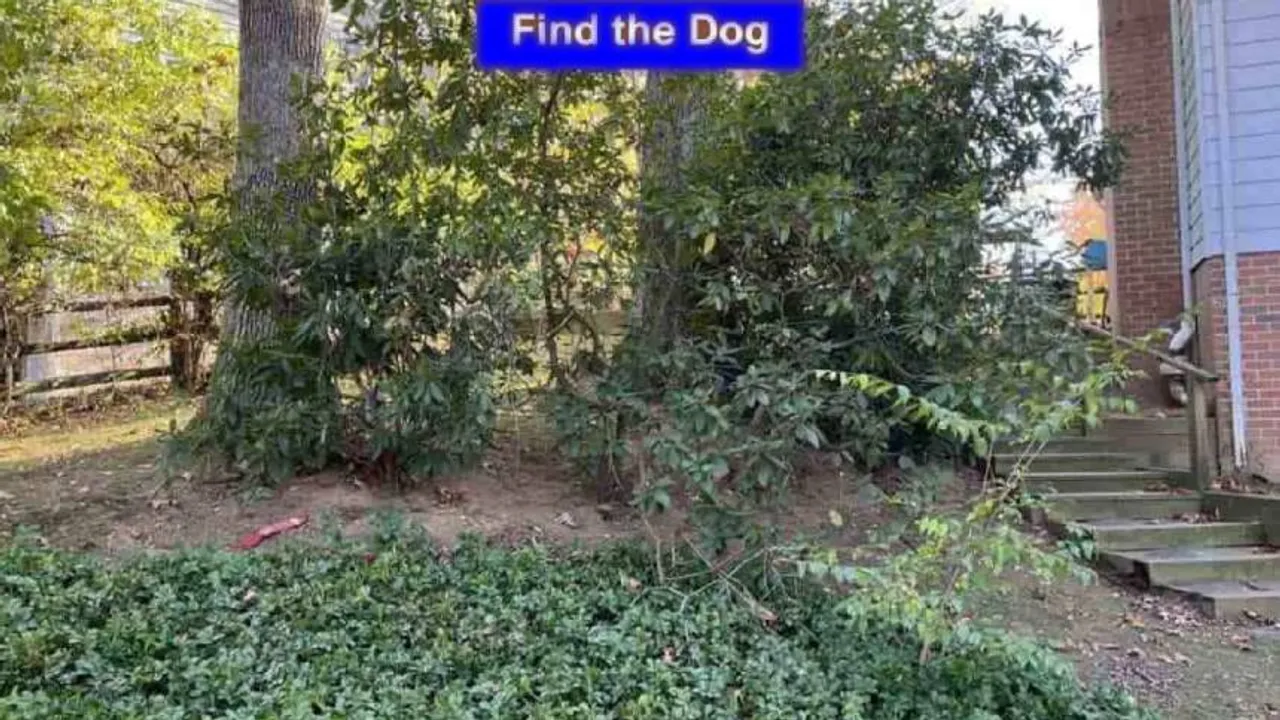 Dog I