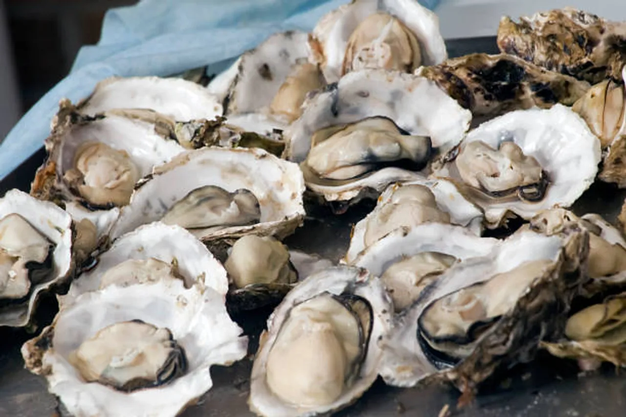 oysters