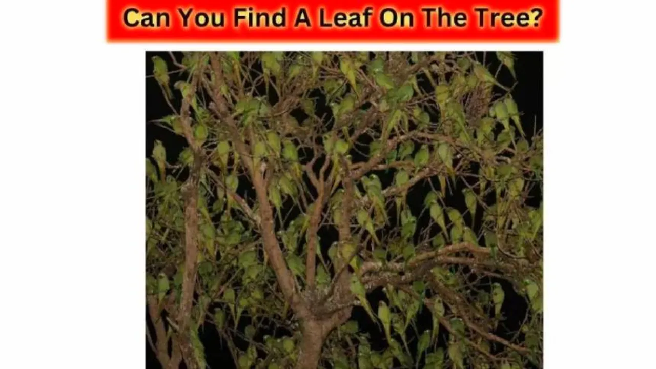leaf 1