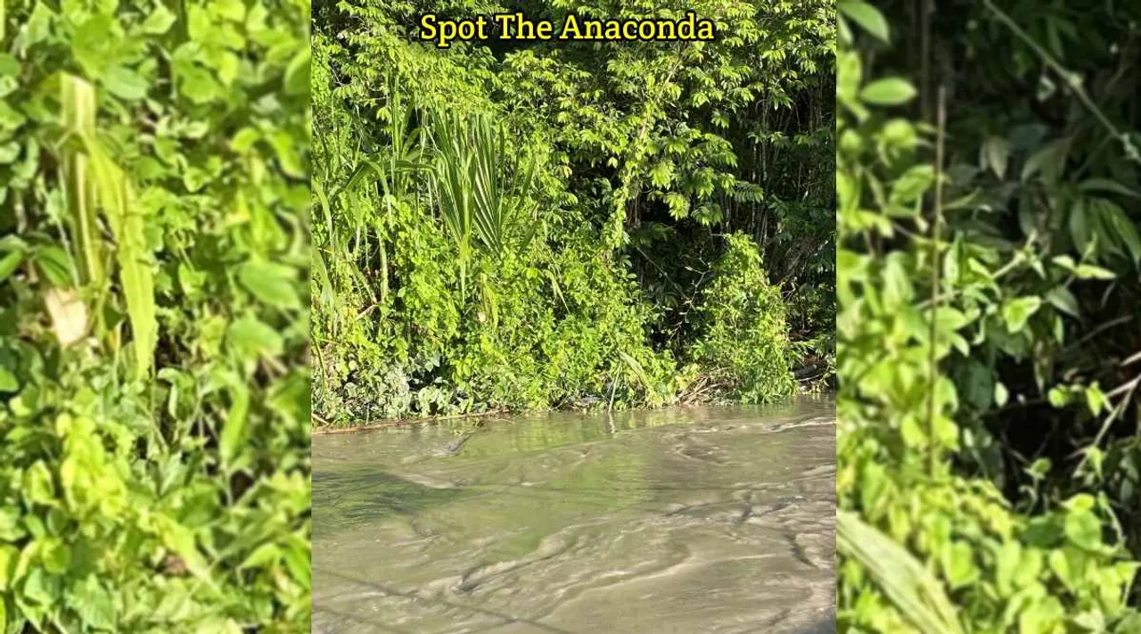 Anaconda 