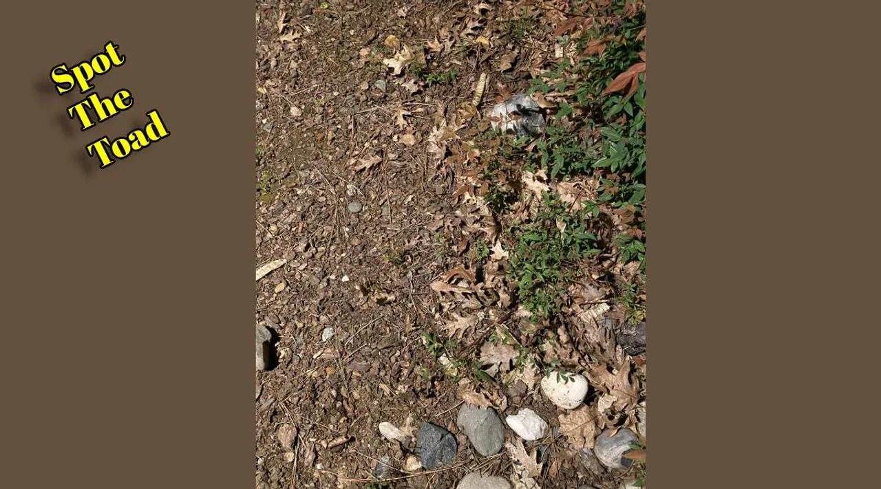 A Toad 1