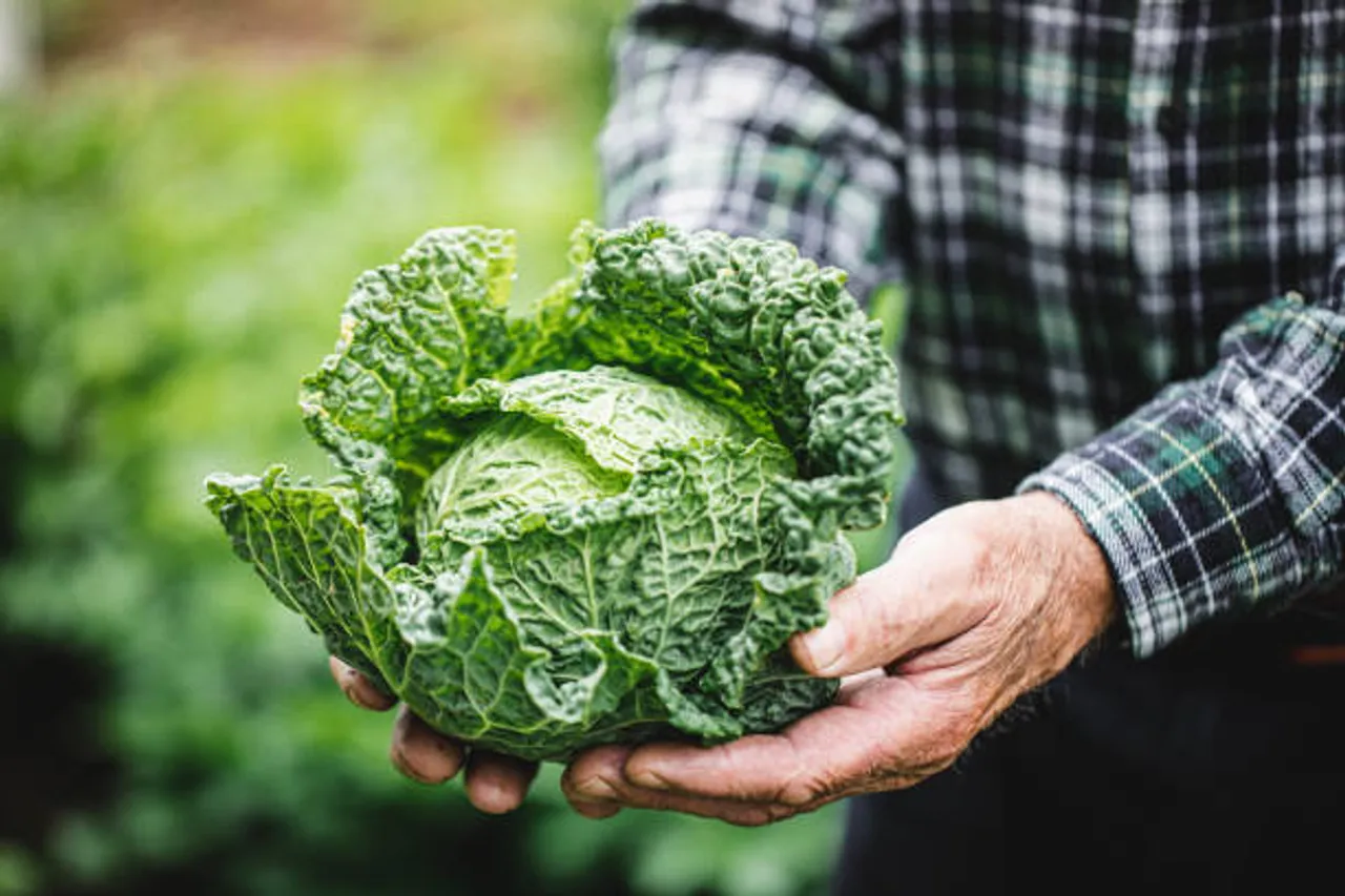 kale