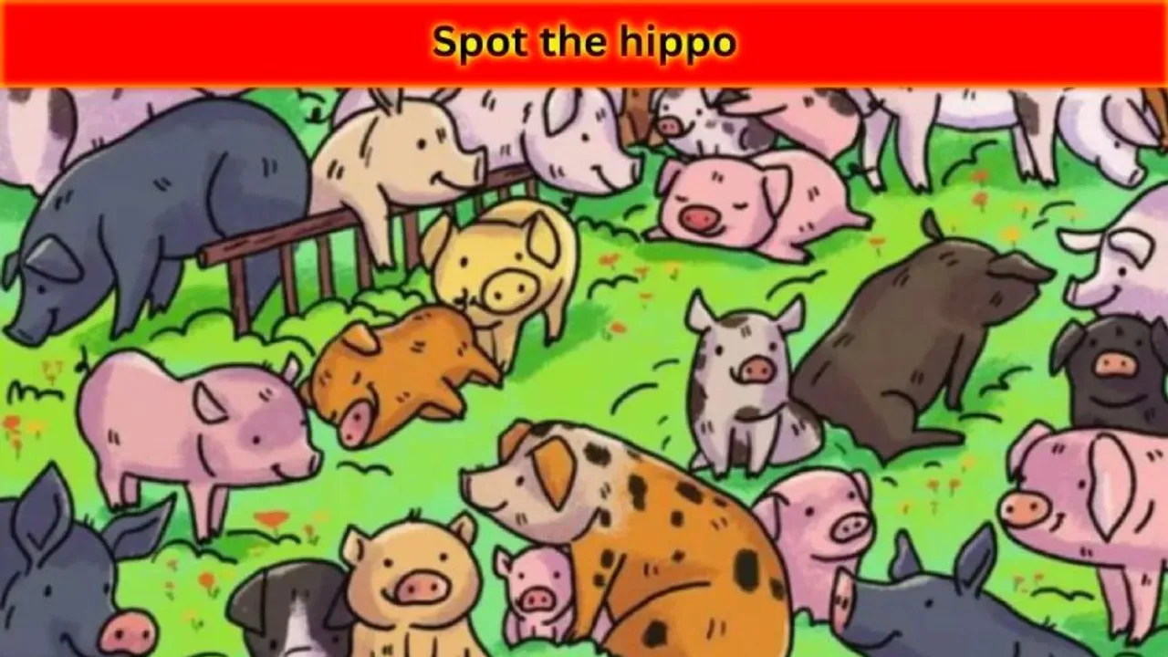 hippo 1