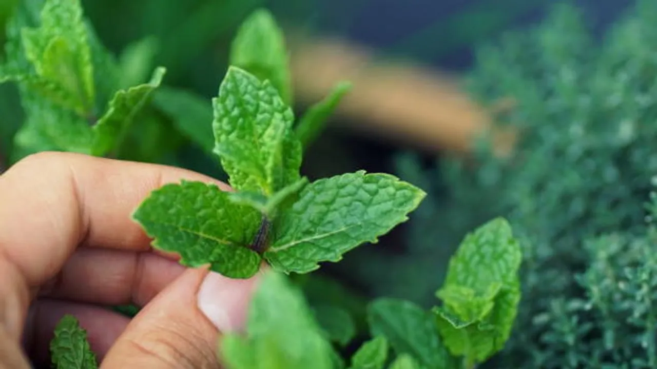 mint leaves