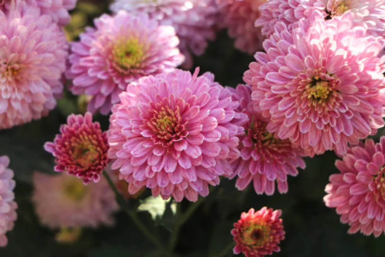 chrysanthemum