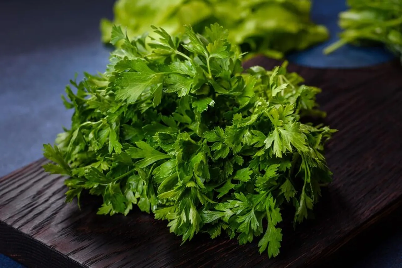 coriander leaves storage 