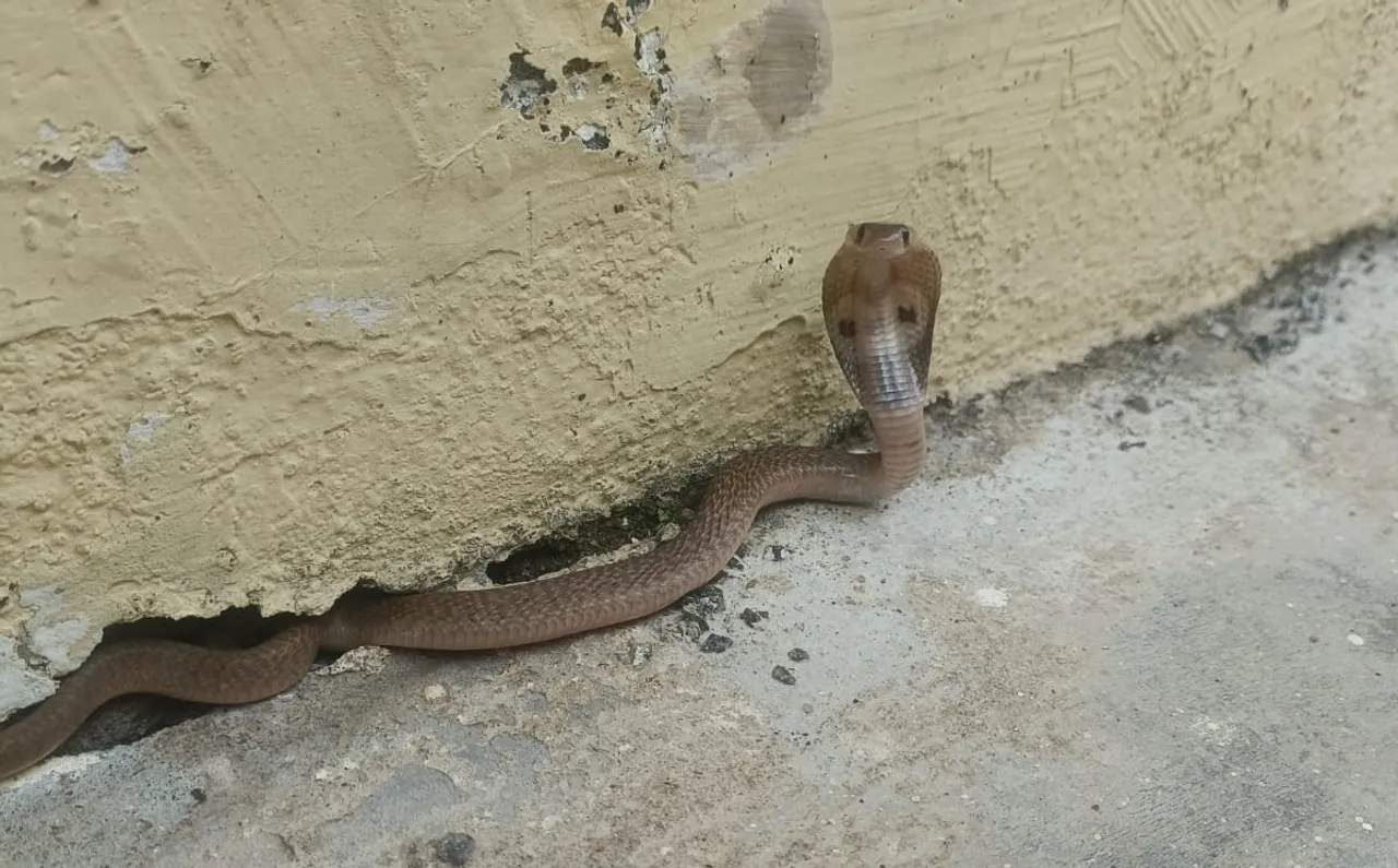 snake cuddalore
