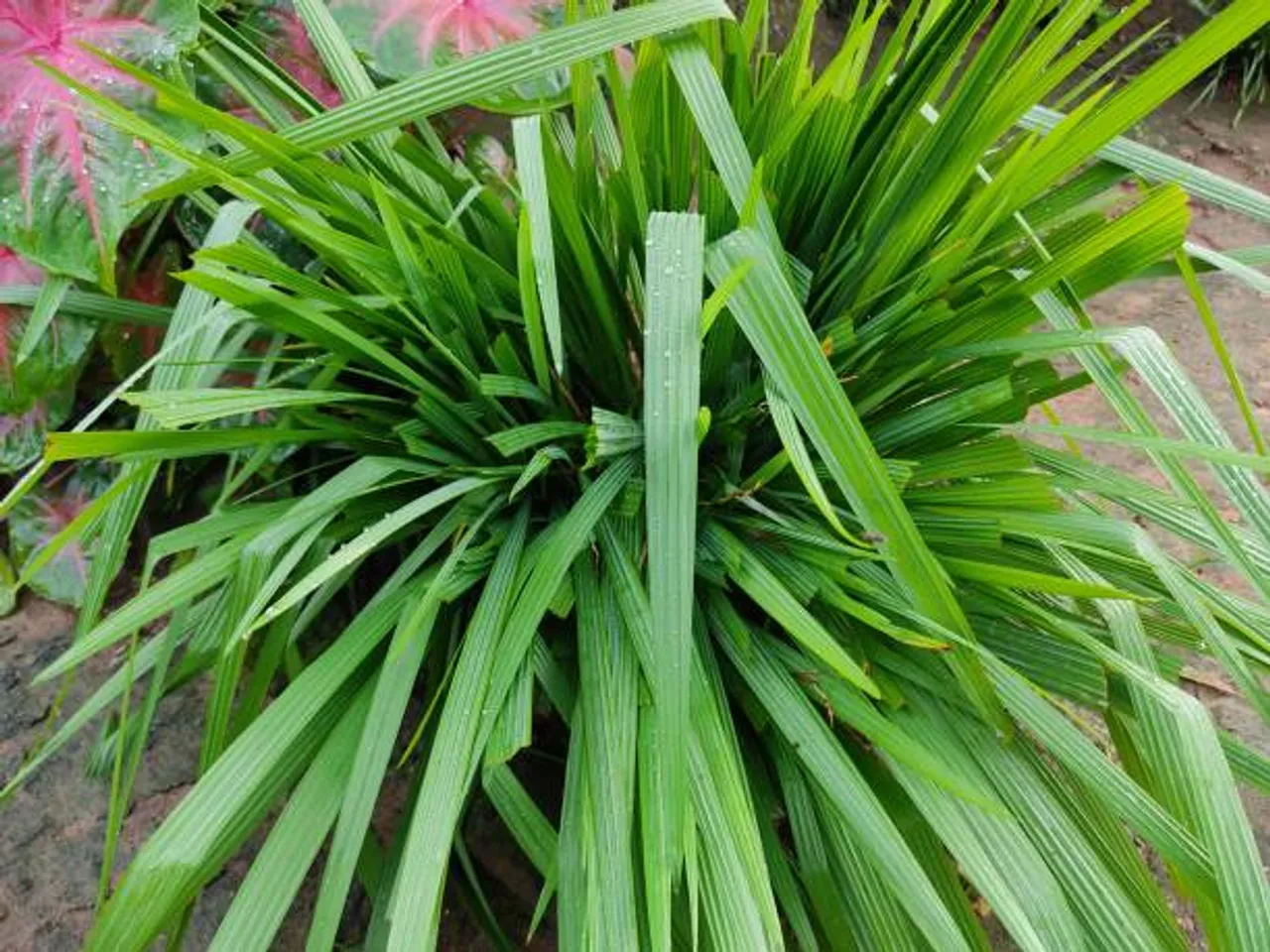 lemon grass