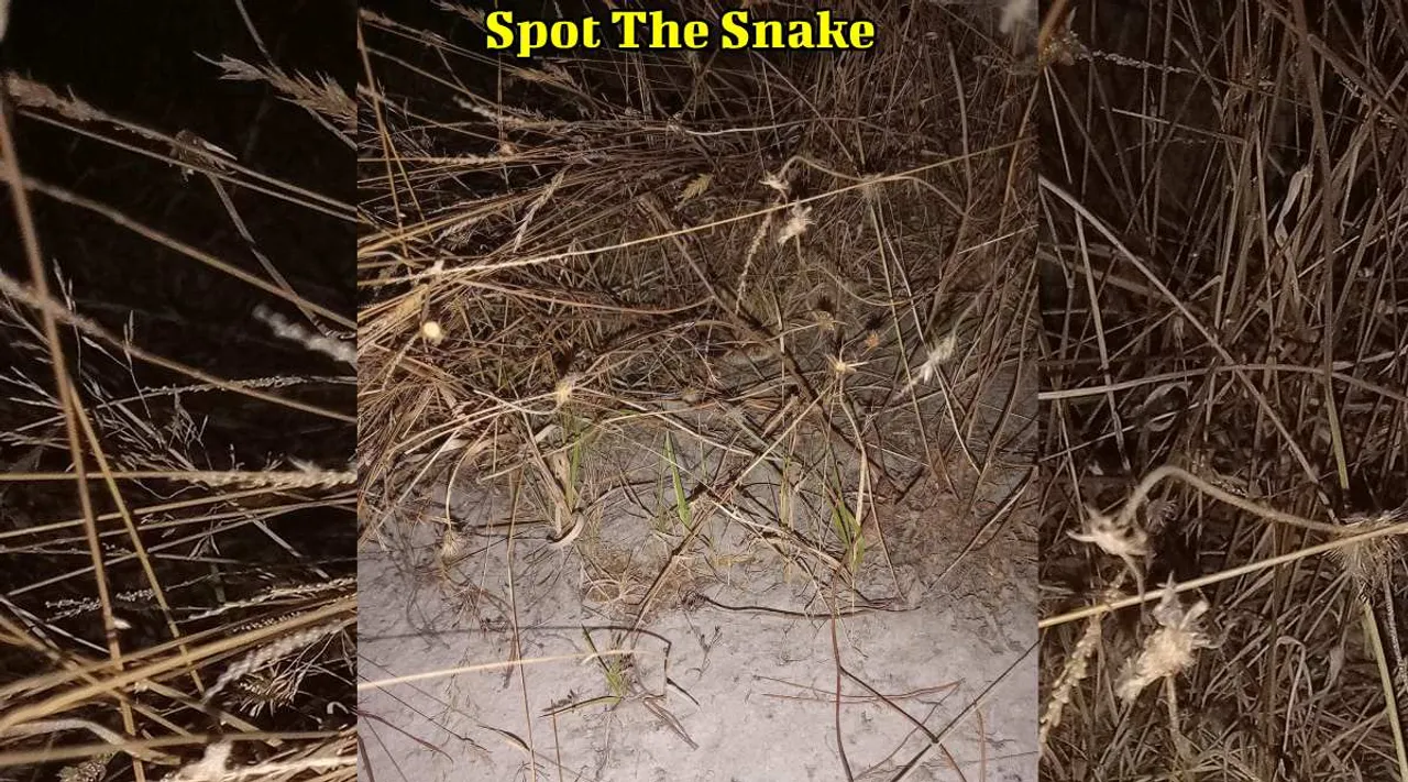 A Snake 1 