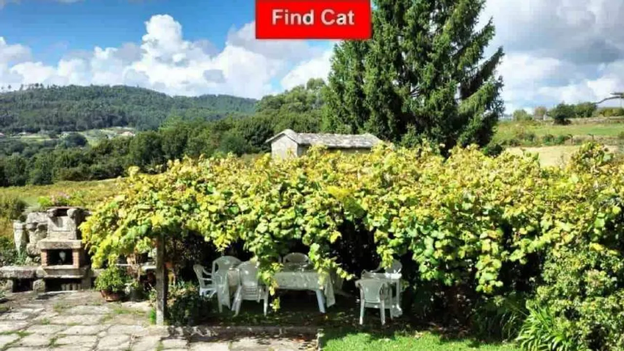 Cat 1