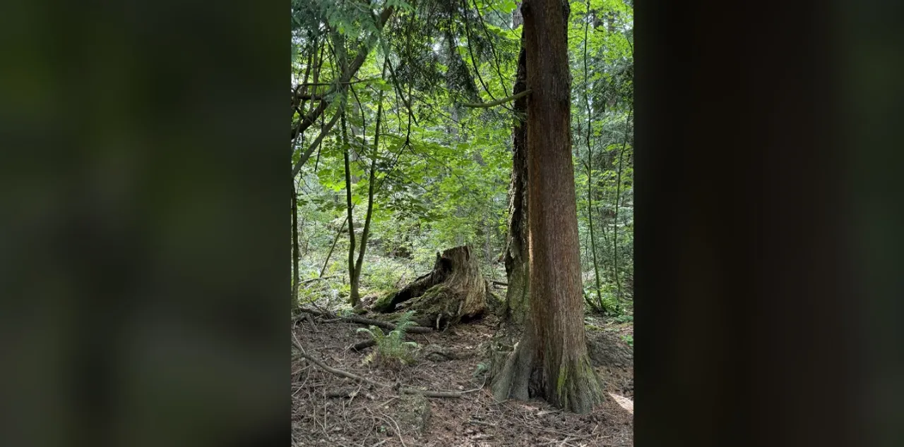 wood pecker 1