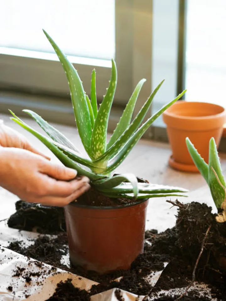 aloevera