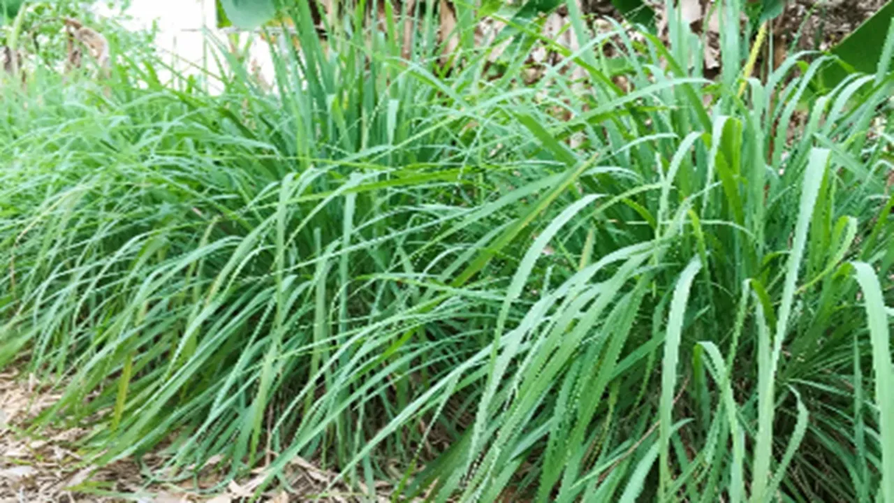 Do you know snakes favorite plants