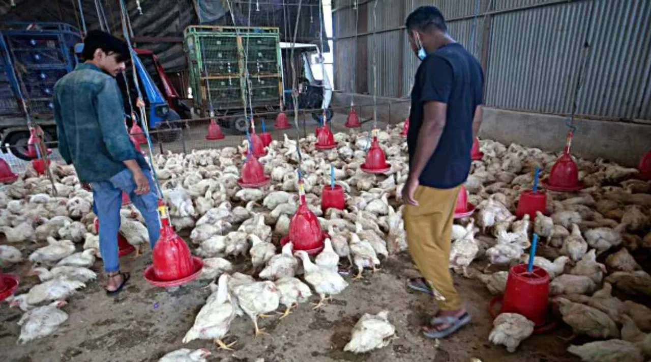Avian flu 