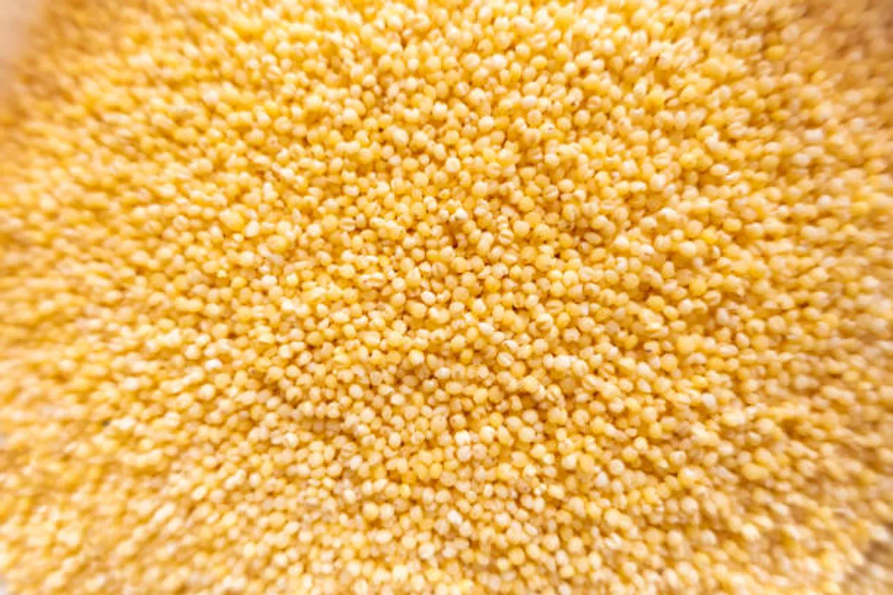 foxtail millet