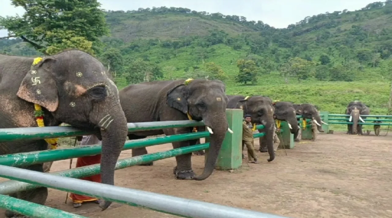 elephant