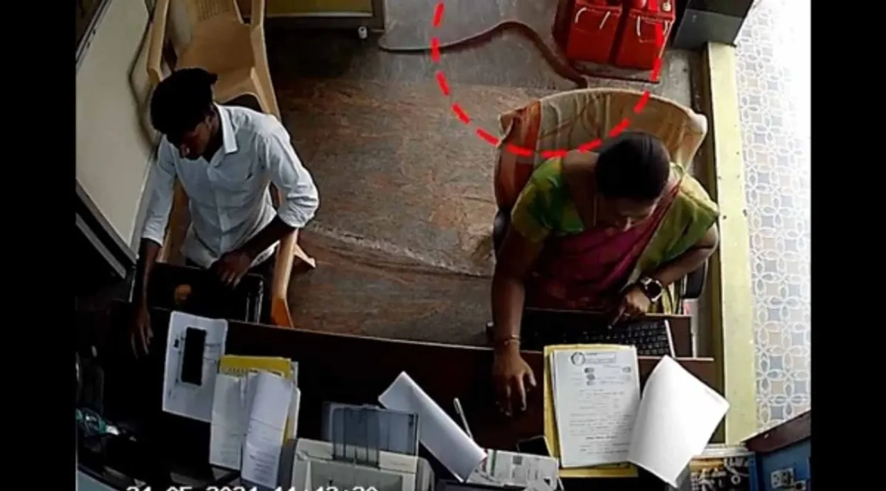 office snake