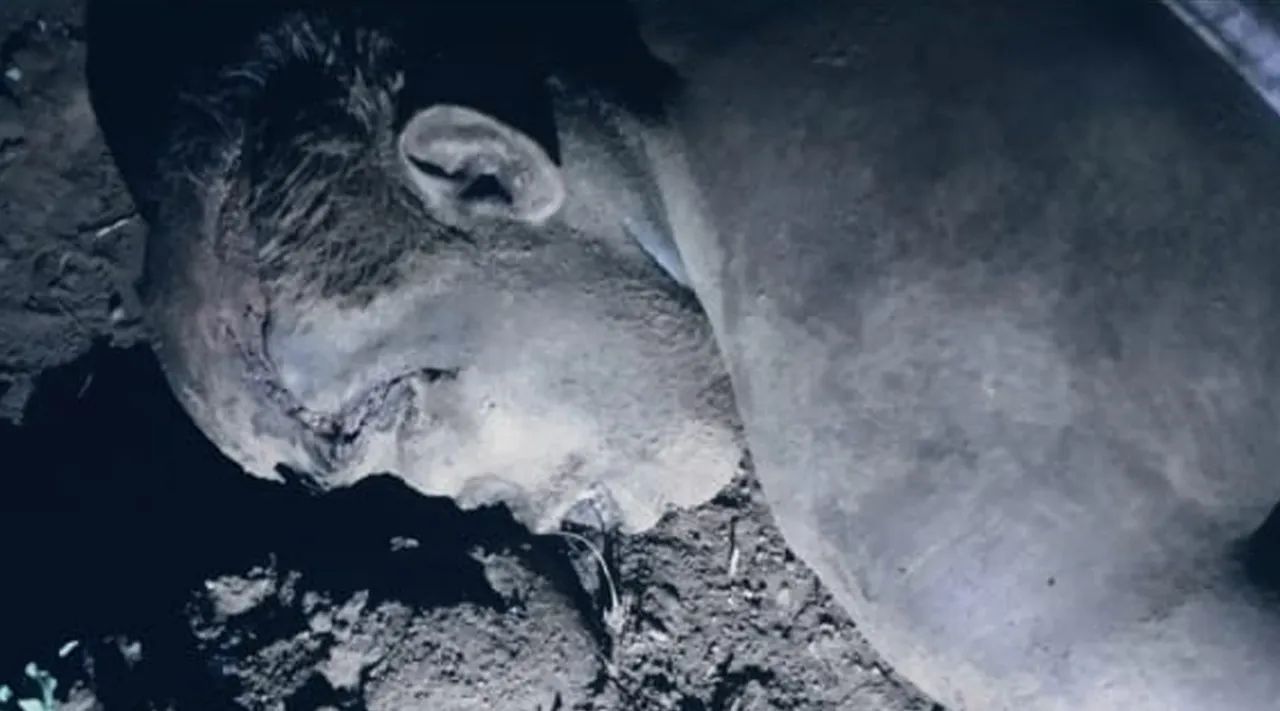 Elephant death
