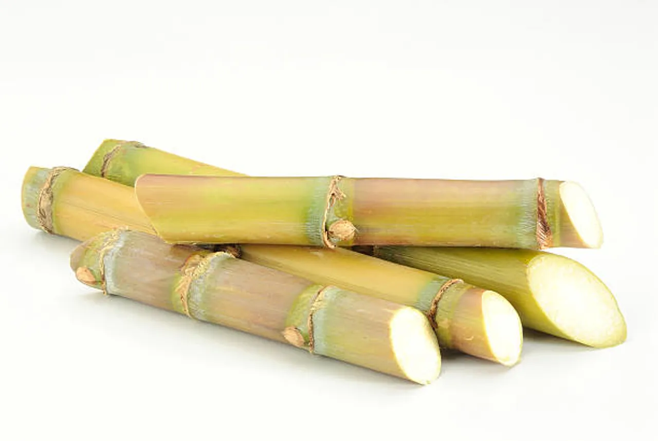sugarcane