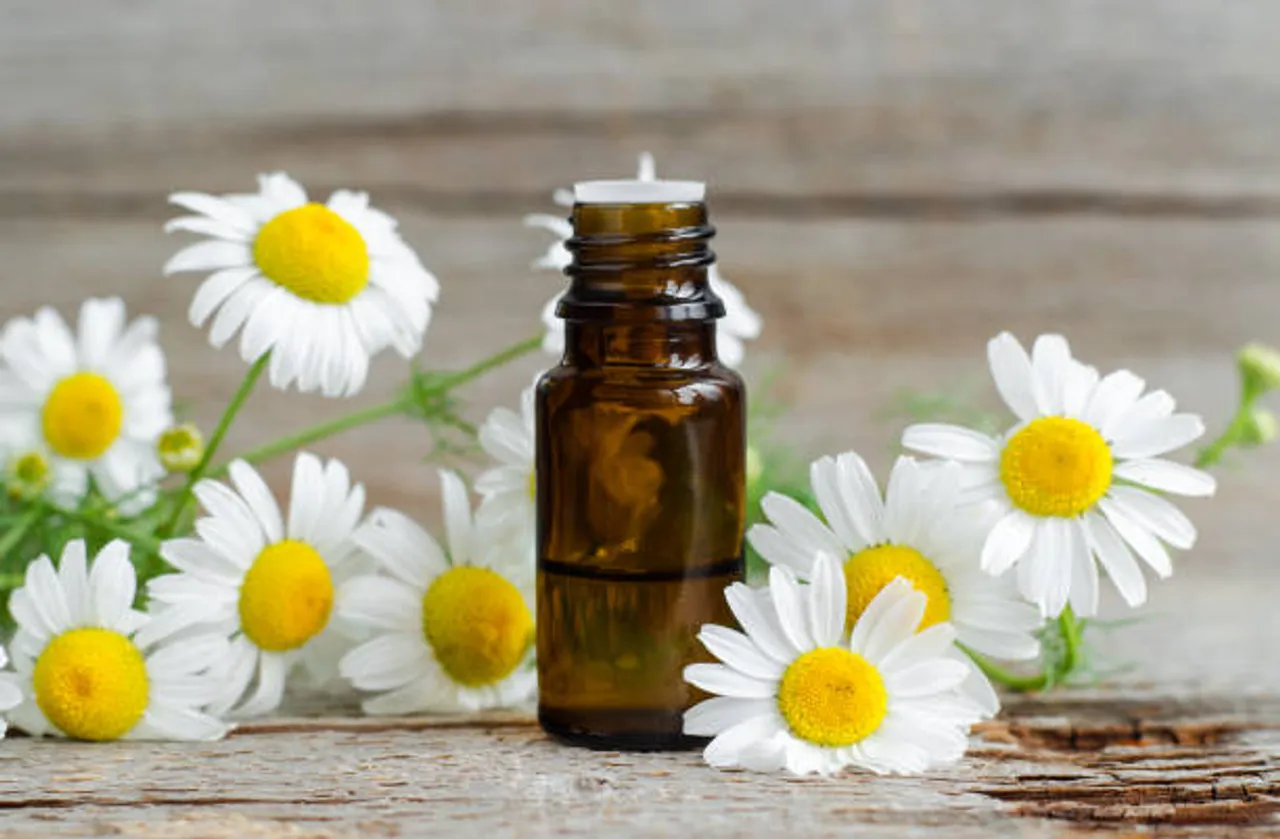 chamomile