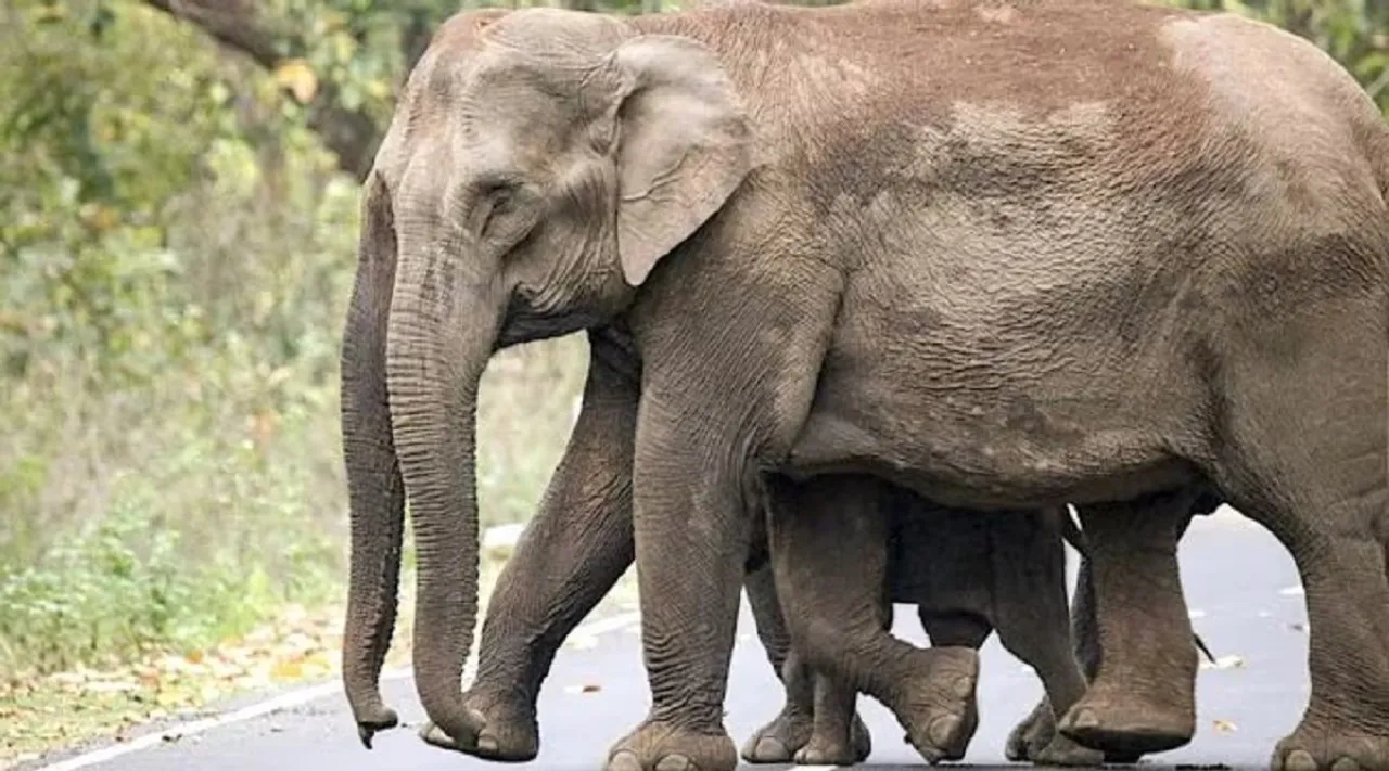 elephant data