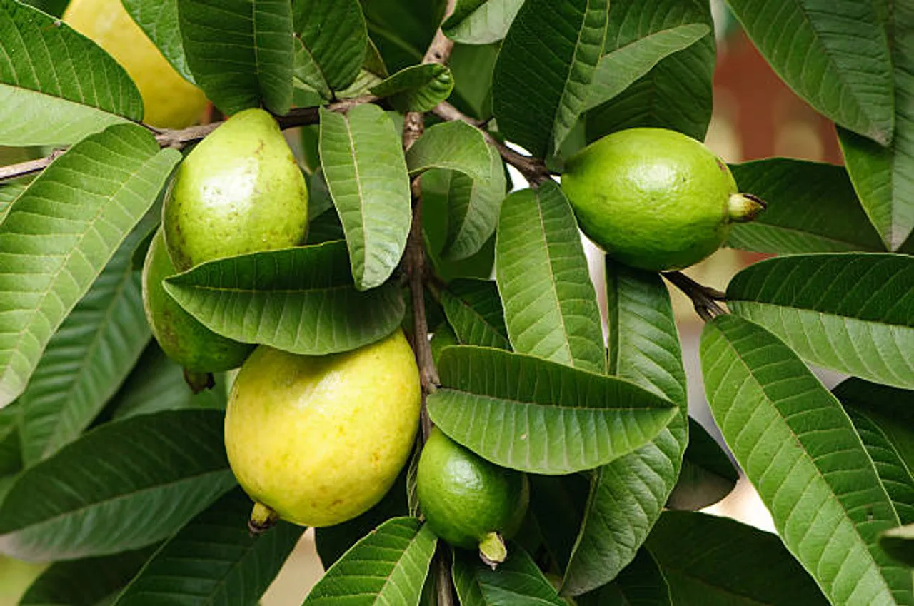 guava leaves