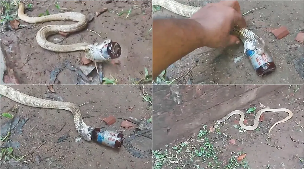 snake viral video