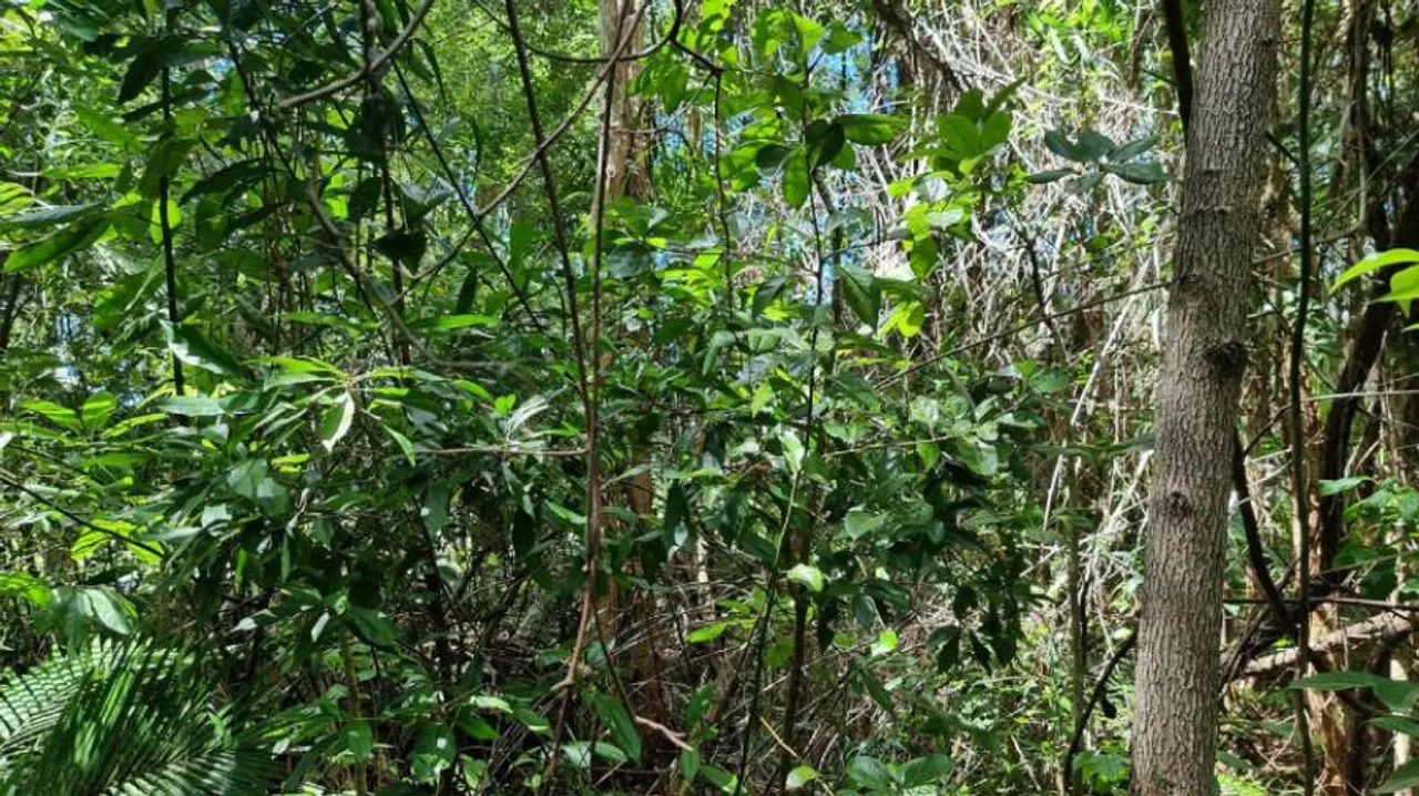 spot the snake I