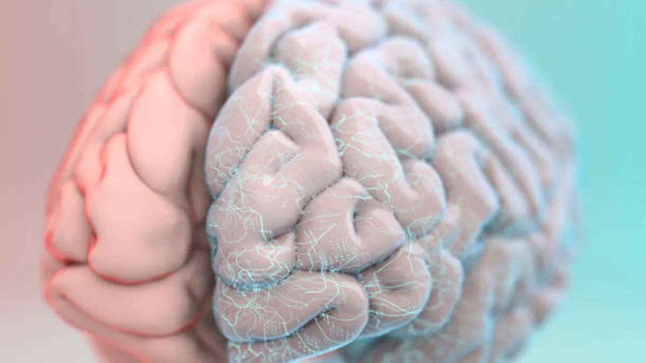 brain