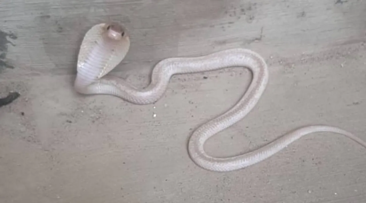 Cobra 1.jpg