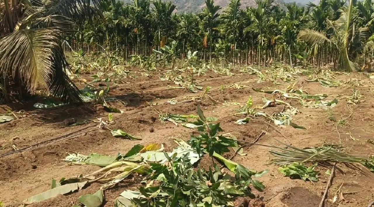 Kovai farm plantain