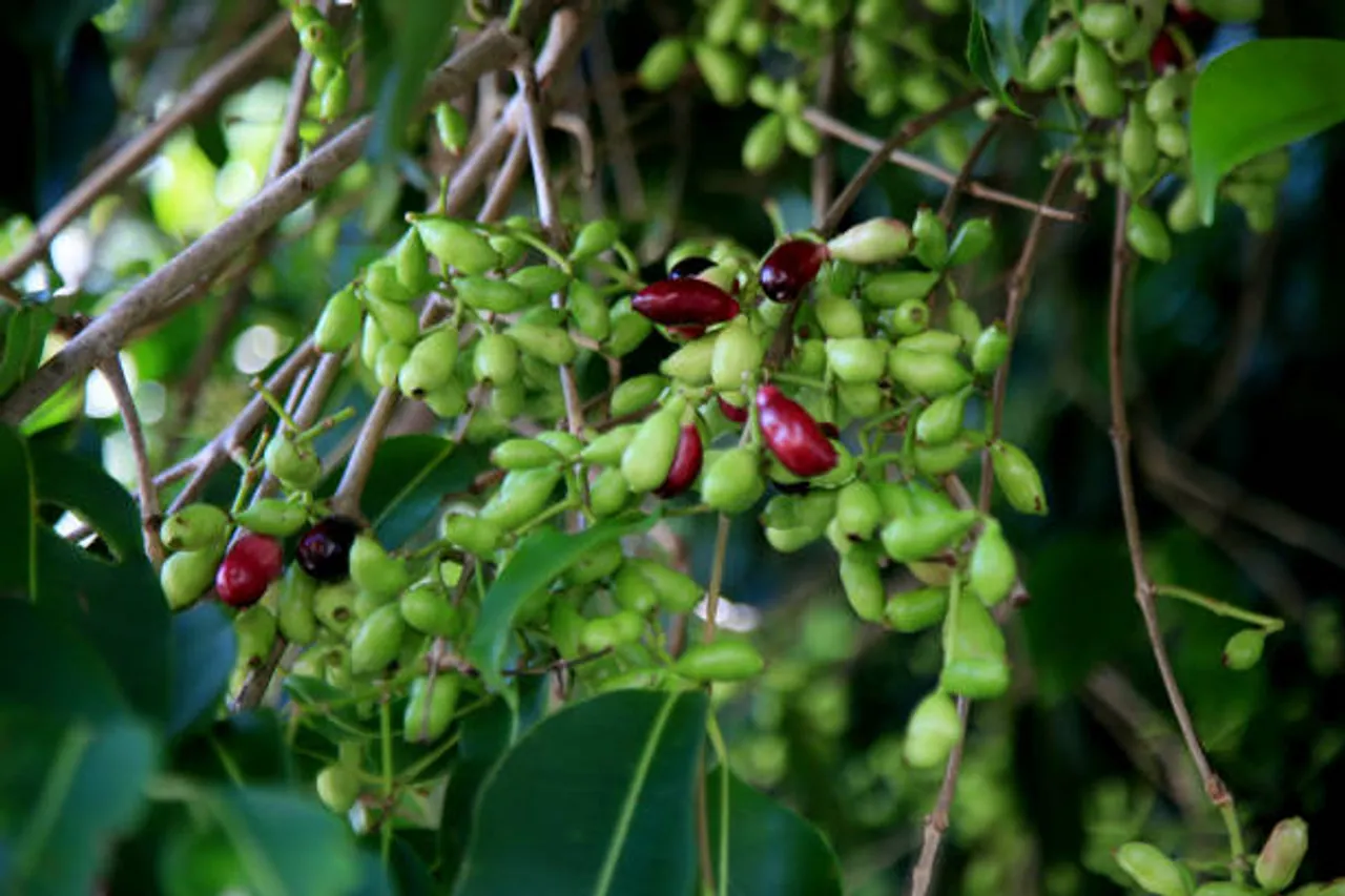 jamun