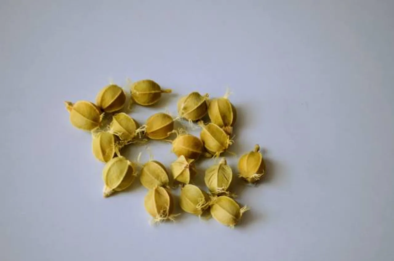 amla seeds
