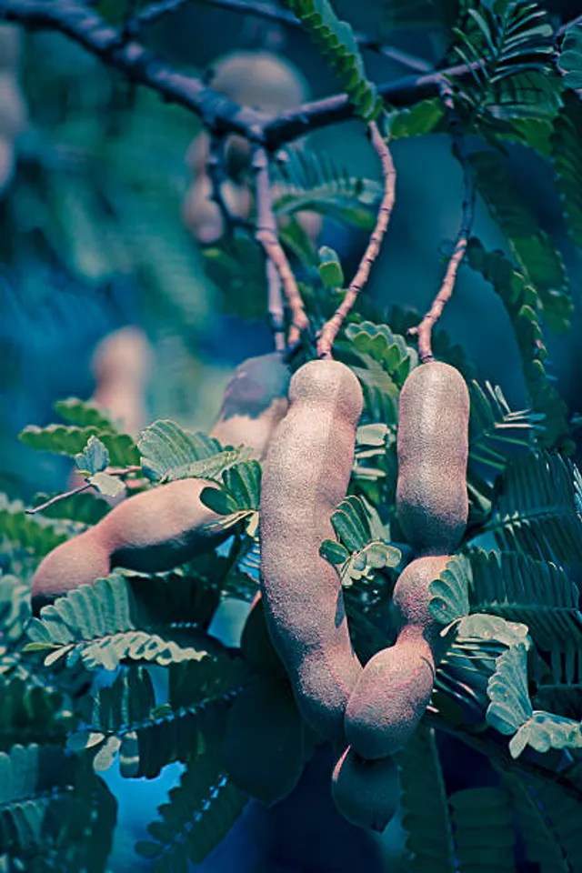 tamarind