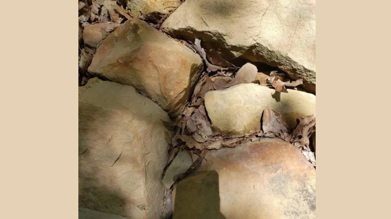 Spot The Hidden Snake 1