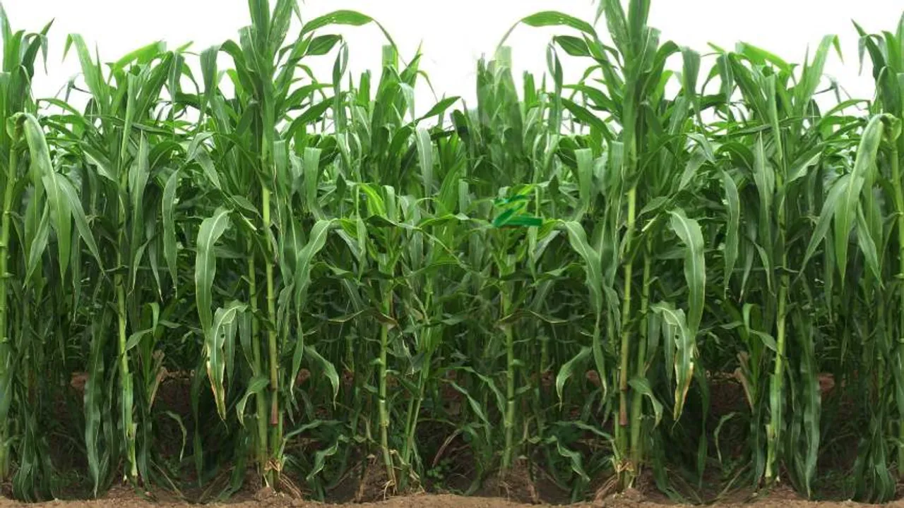 Green Snake in Maize 1