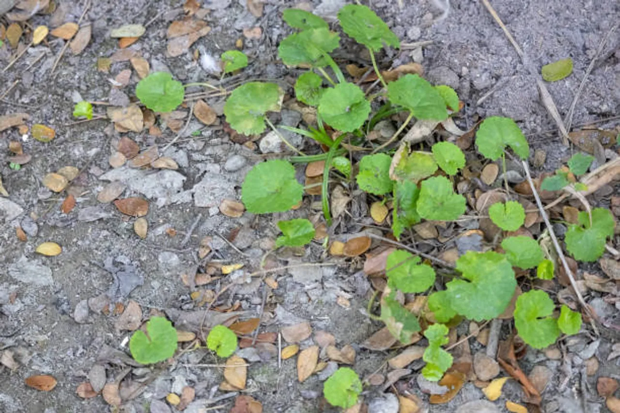 brahmi