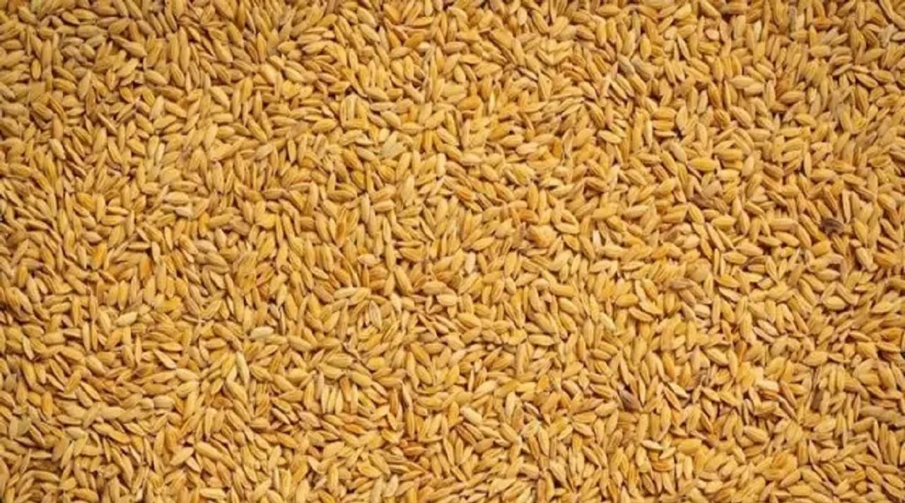 navara rice