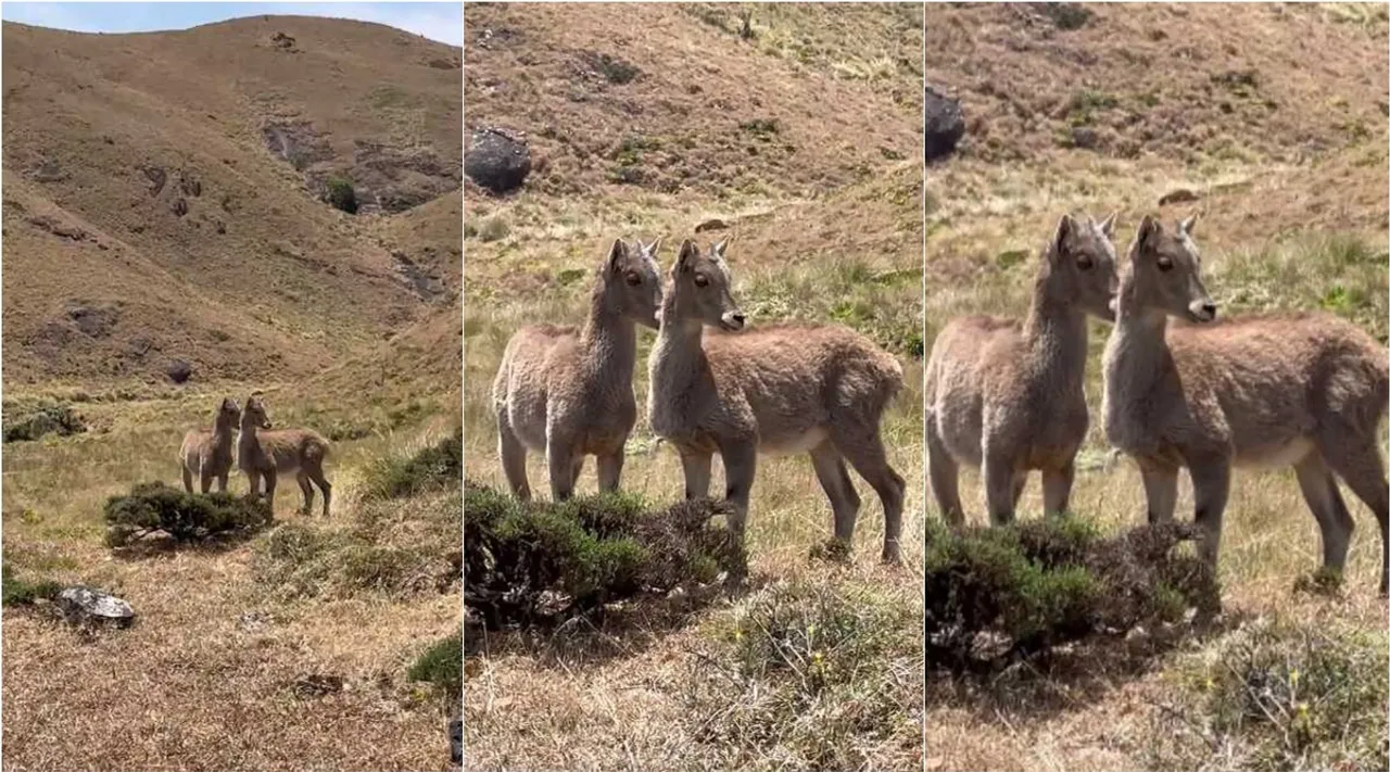A tahr 2