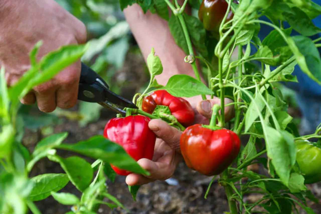 capsicum
